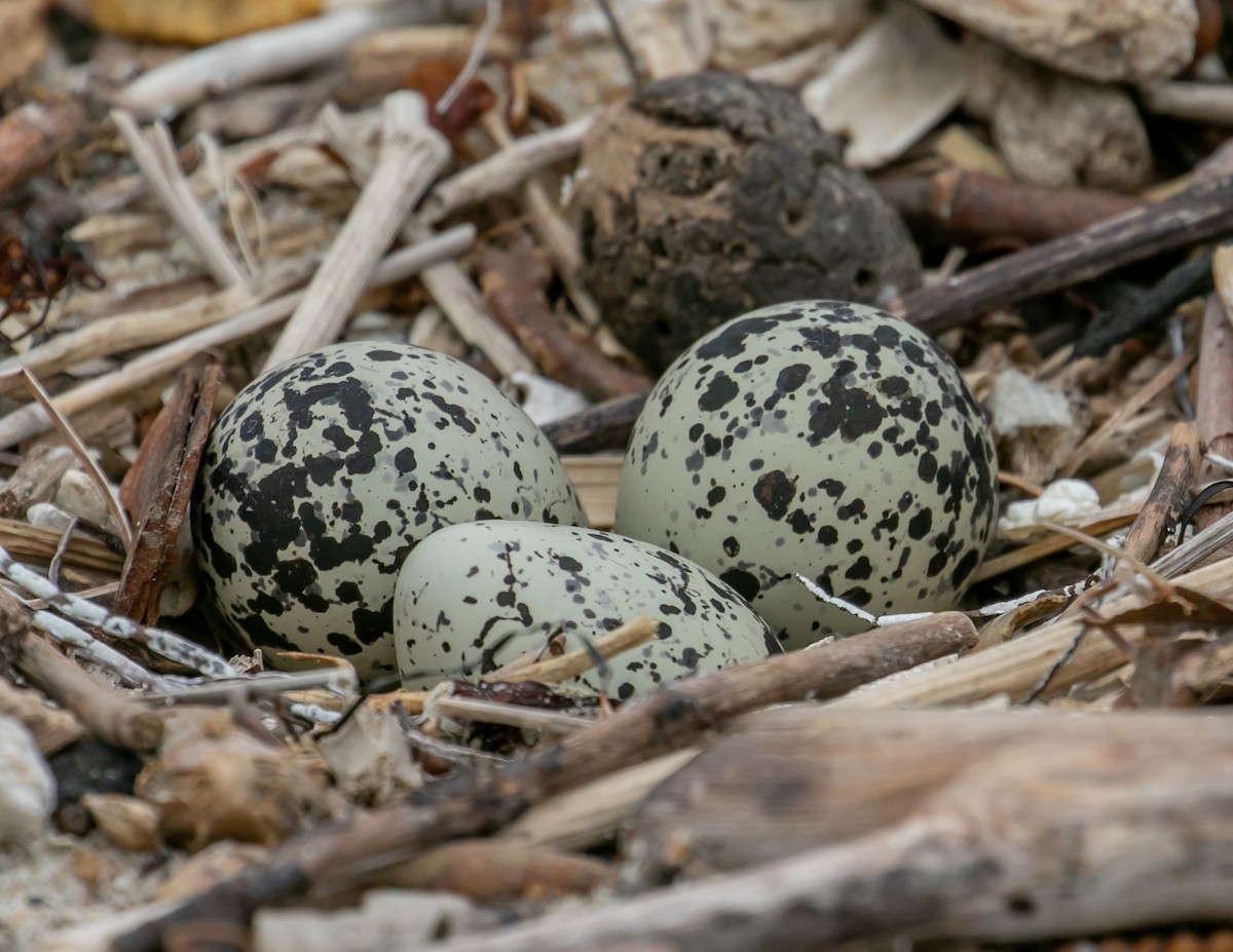 Killdeer - Chris Tosdevin