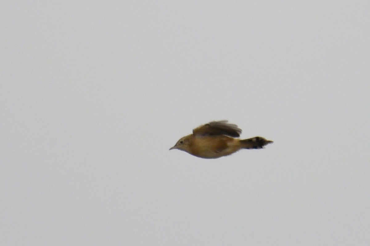 Zitting Cisticola - Kyle Gardiner