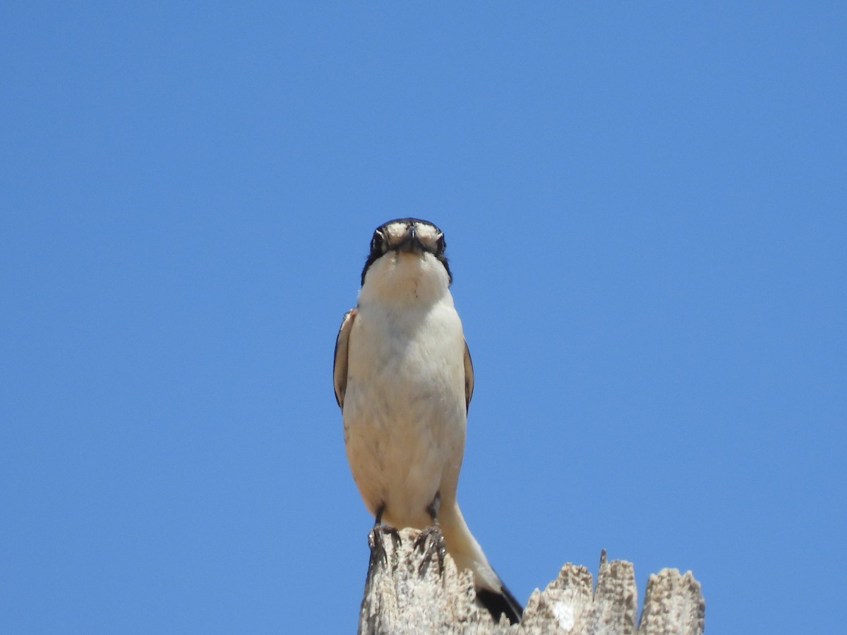 Woodchat Shrike - Miguel Ángel  Pardo Baeza