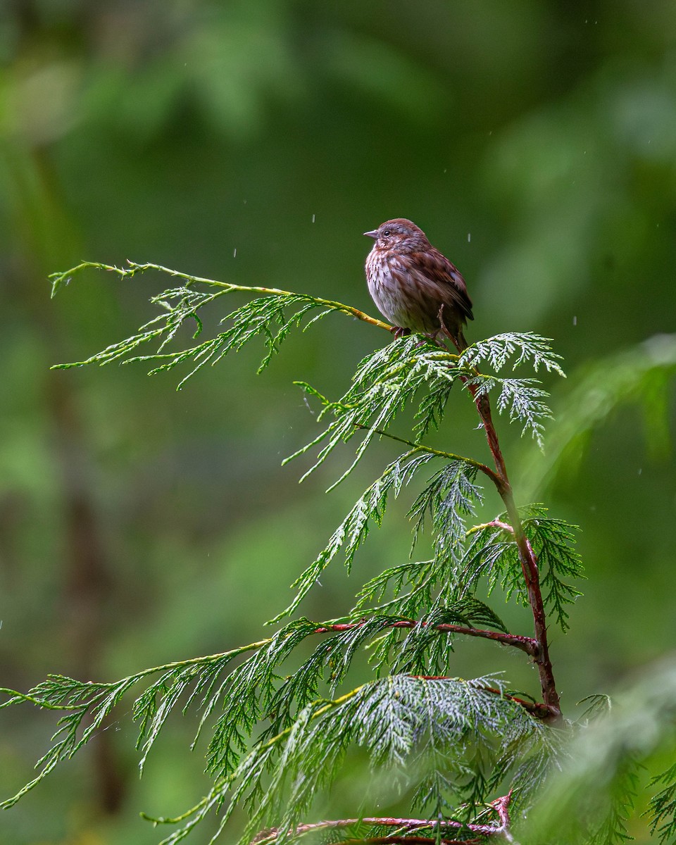 Song Sparrow - Jefferson Ashby