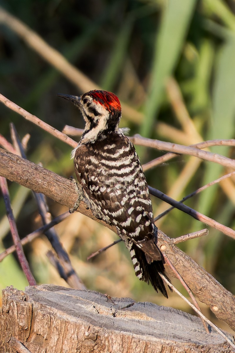 Ladder-backed Woodpecker - Karla Salyer