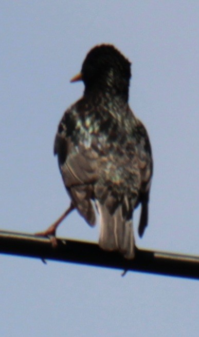 European Starling - ML619640099