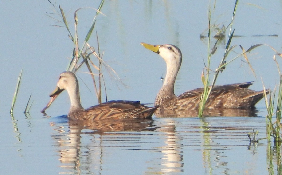 Mottled Duck - Chuck Hignite