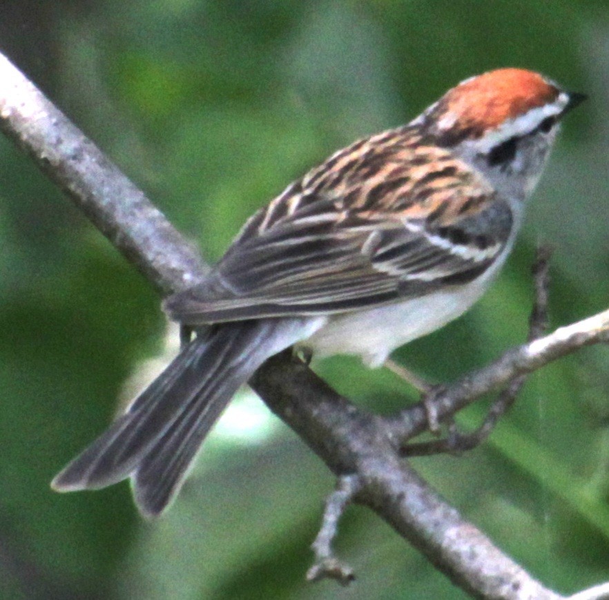 Chipping Sparrow - Samuel Harris