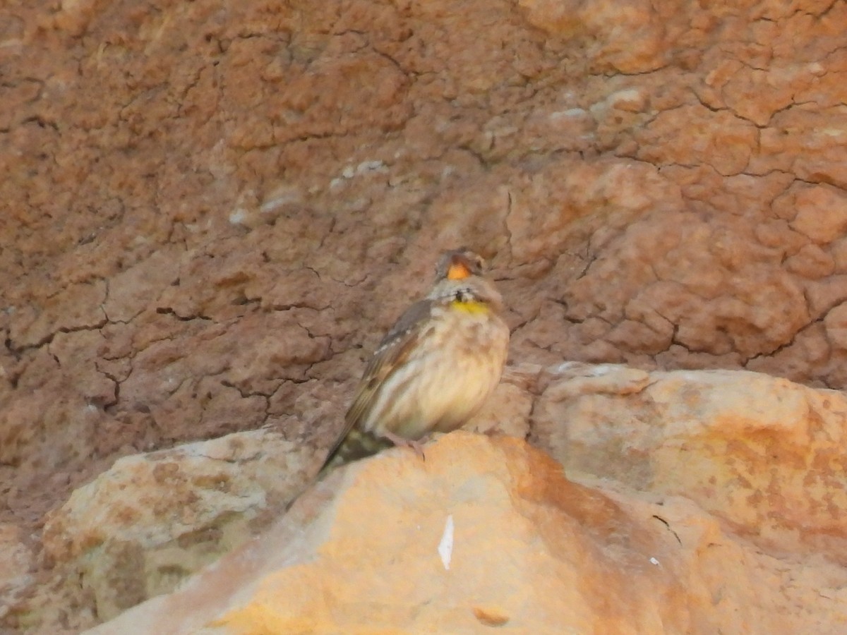 Rock Sparrow - Miguel Ángel  Pardo Baeza