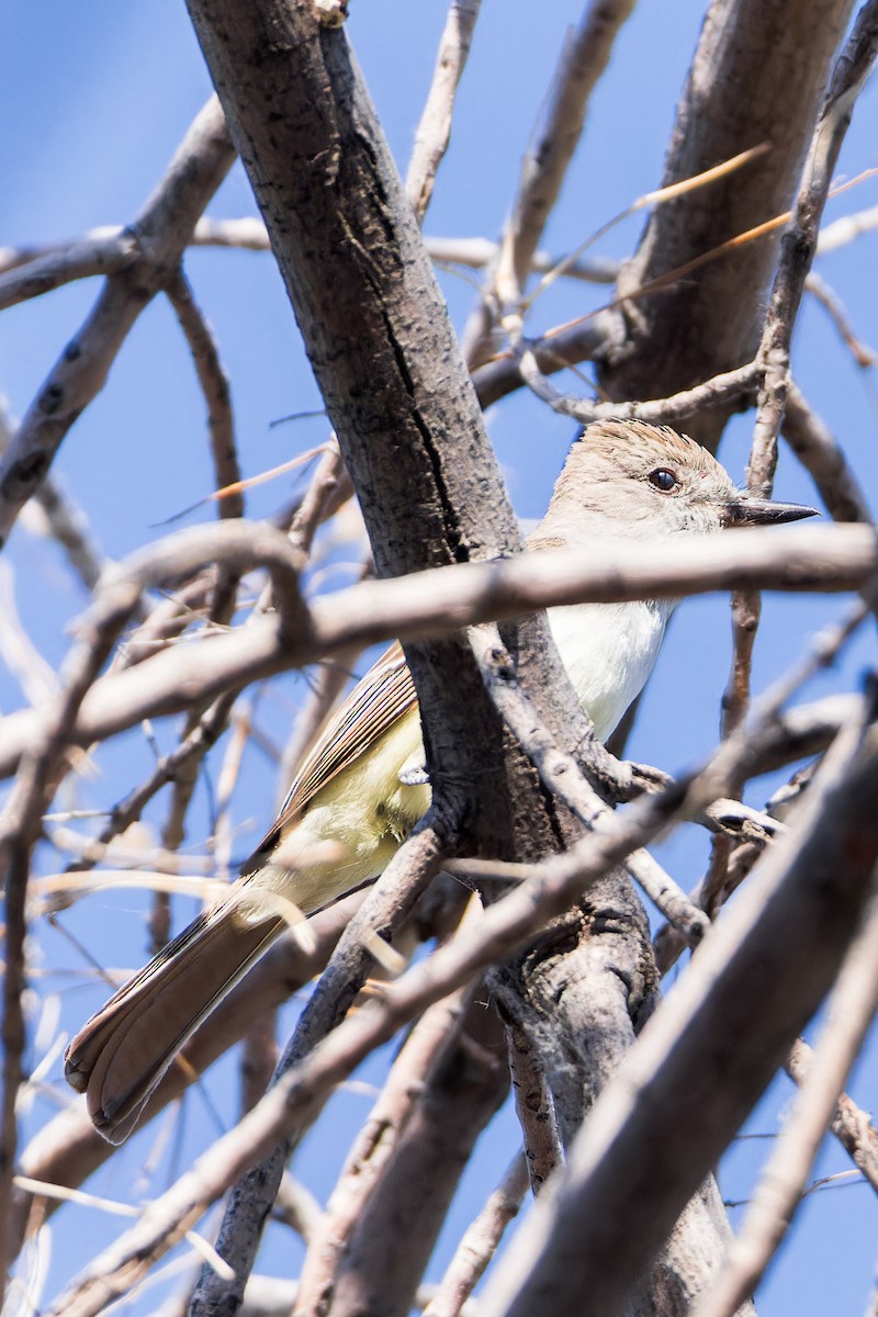 Ash-throated Flycatcher - Karla Salyer