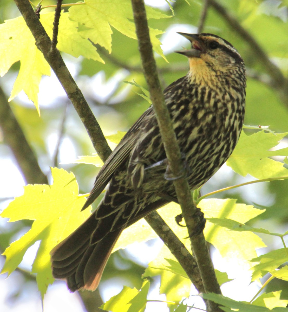 Red-winged Blackbird (Red-winged) - Samuel Harris