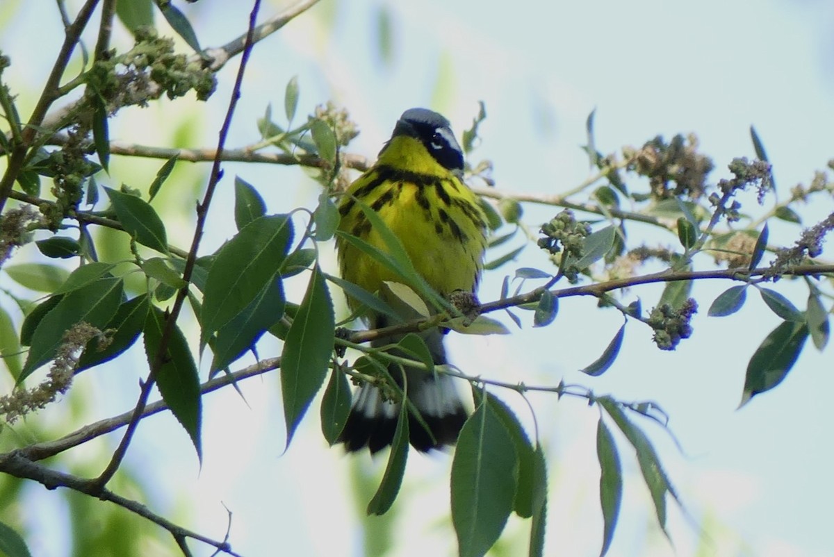 Magnolia Warbler - ML619640111