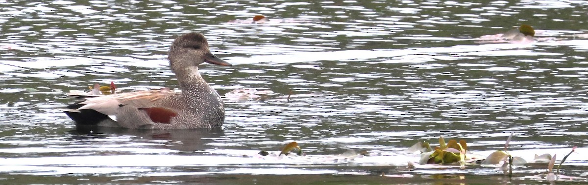 Gadwall - Walter Thorne