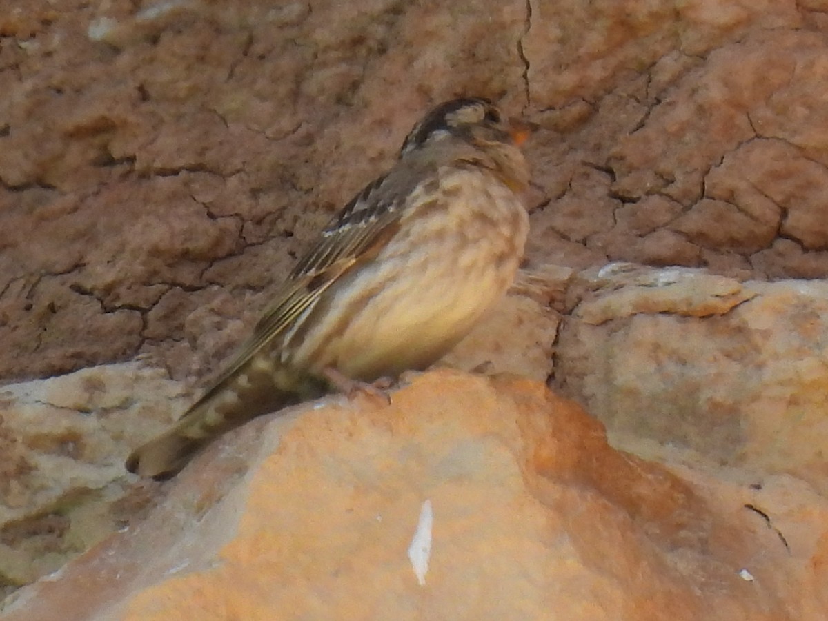 Rock Sparrow - Miguel Ángel  Pardo Baeza