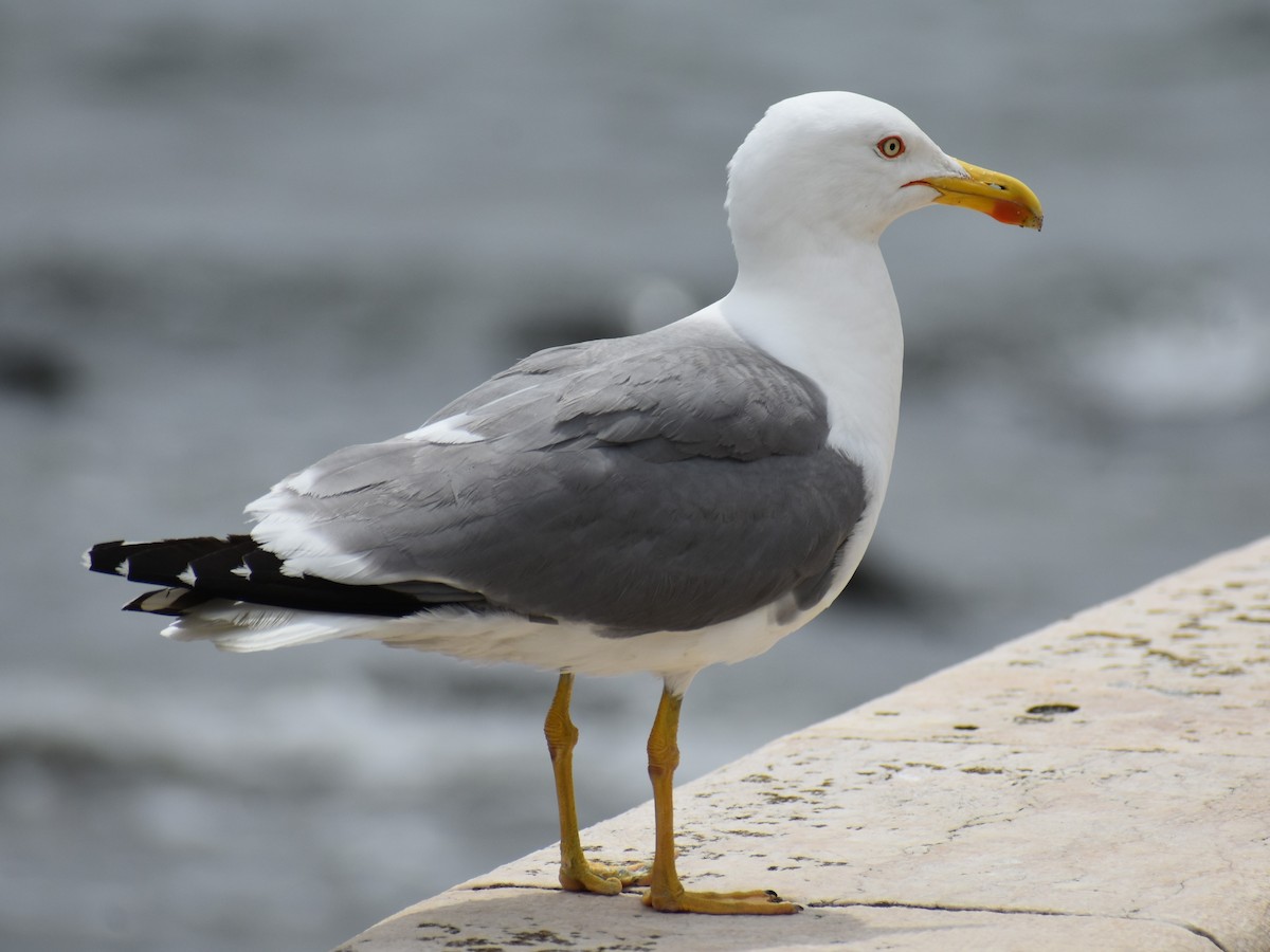 Yellow-legged Gull - Bill Hubbard