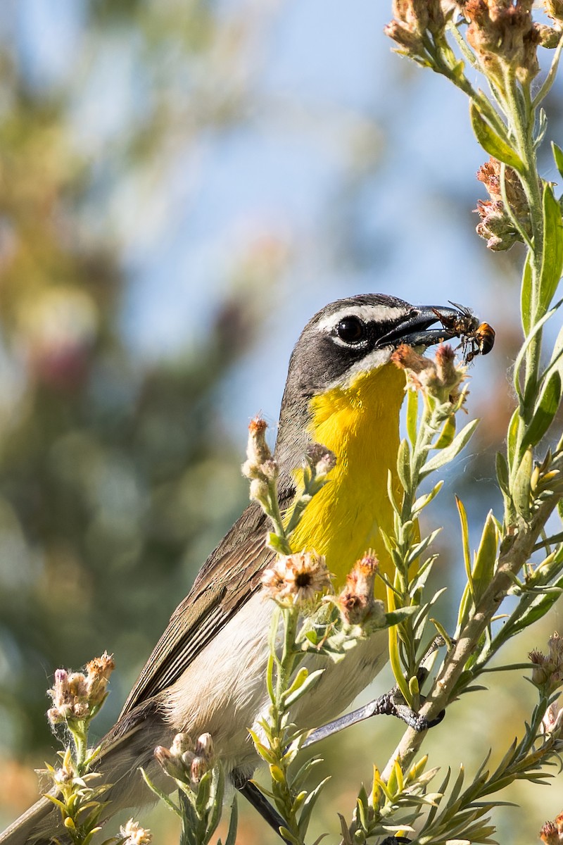 Yellow-breasted Chat - Karla Salyer