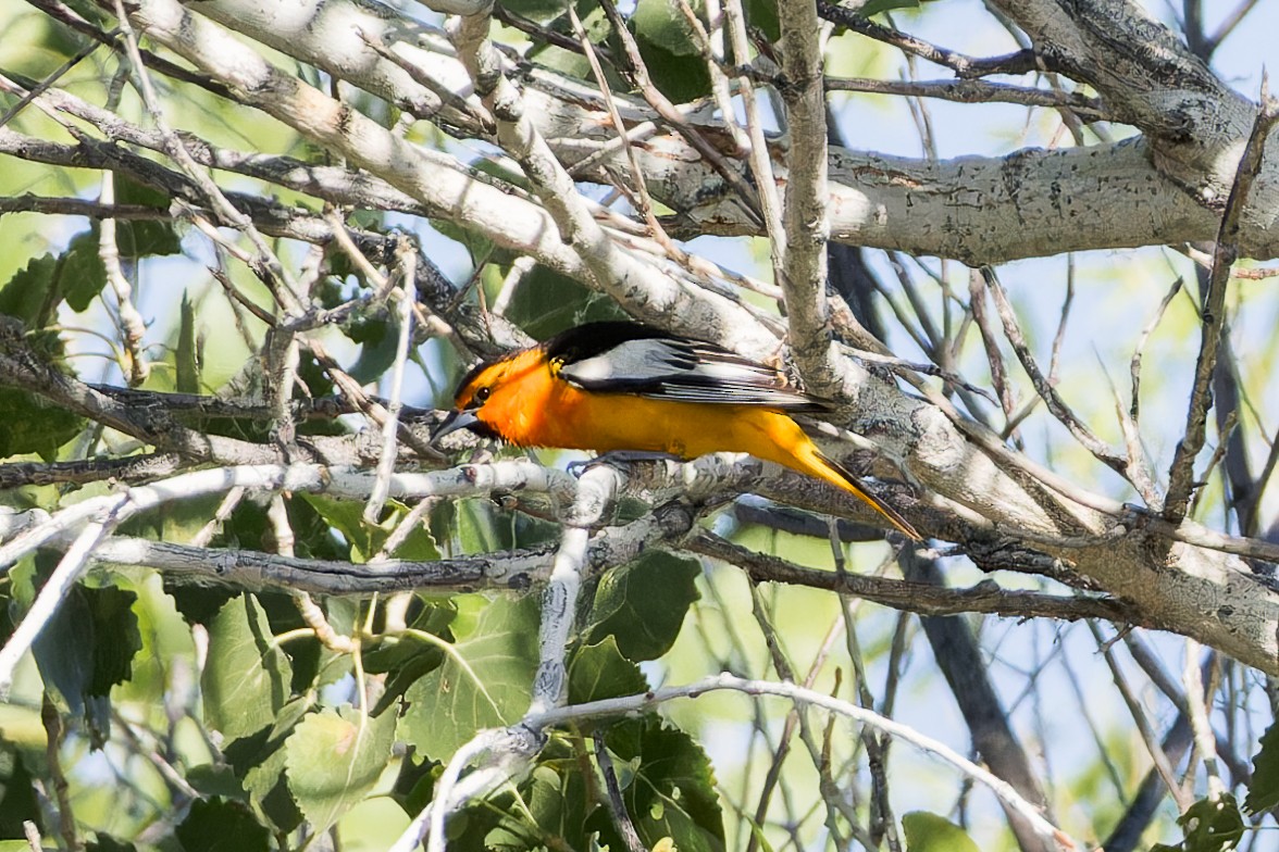 Bullock's Oriole - Karla Salyer