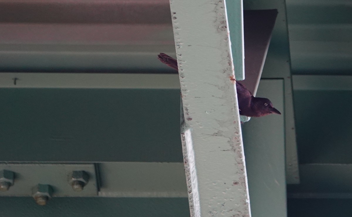 Common Grackle - Linda  LaBella