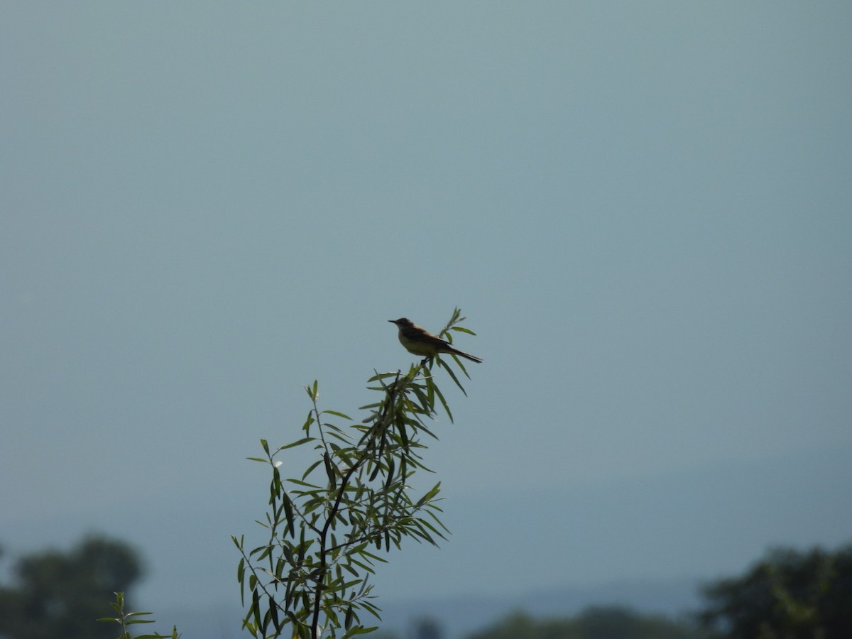 Western Yellow Wagtail - Zuzana Kobesova