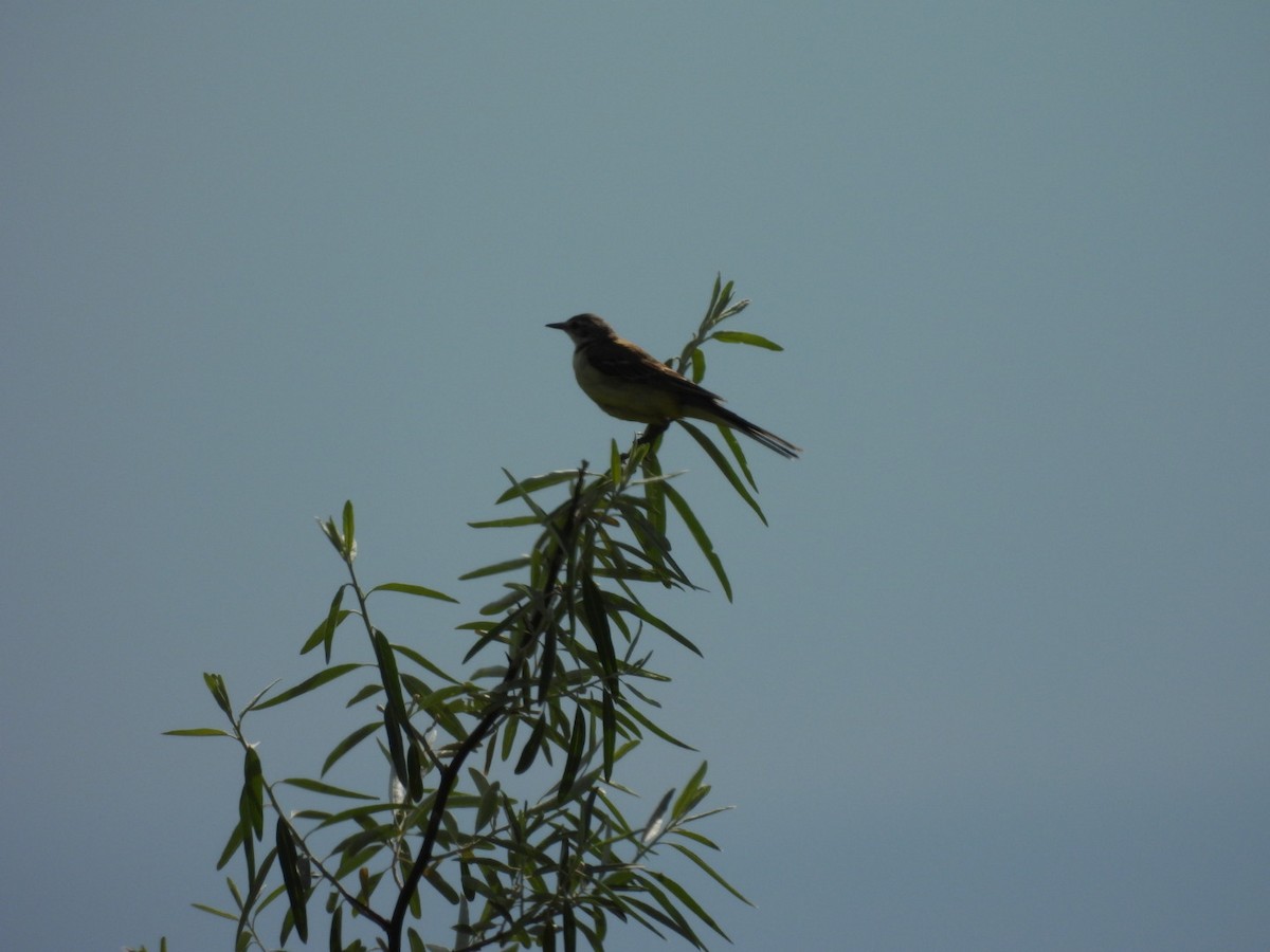 Western Yellow Wagtail - Zuzana Kobesova