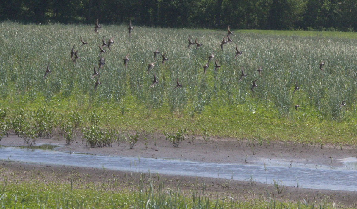 White-rumped Sandpiper - ML619640138