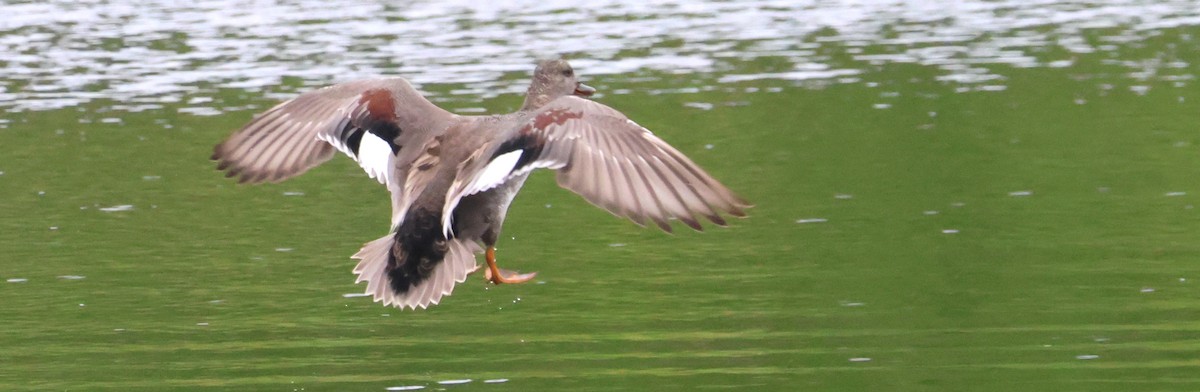 Gadwall - Walter Thorne