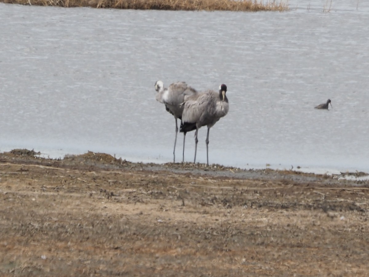 Common Crane - ML619640143