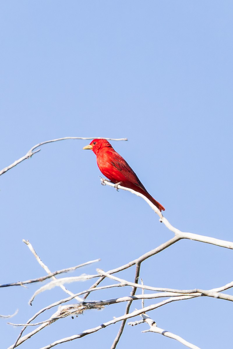 Summer Tanager - Karla Salyer