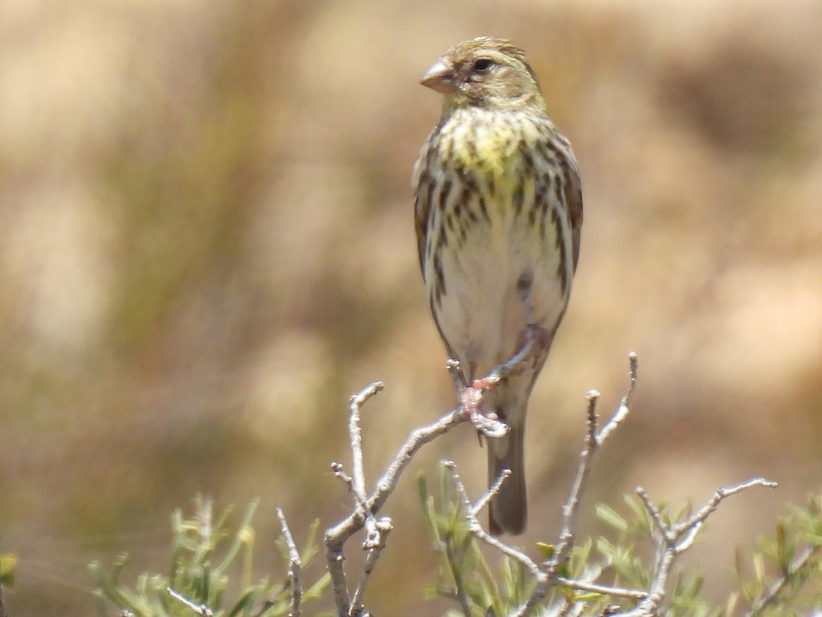 European Serin - Miguel Ángel  Pardo Baeza