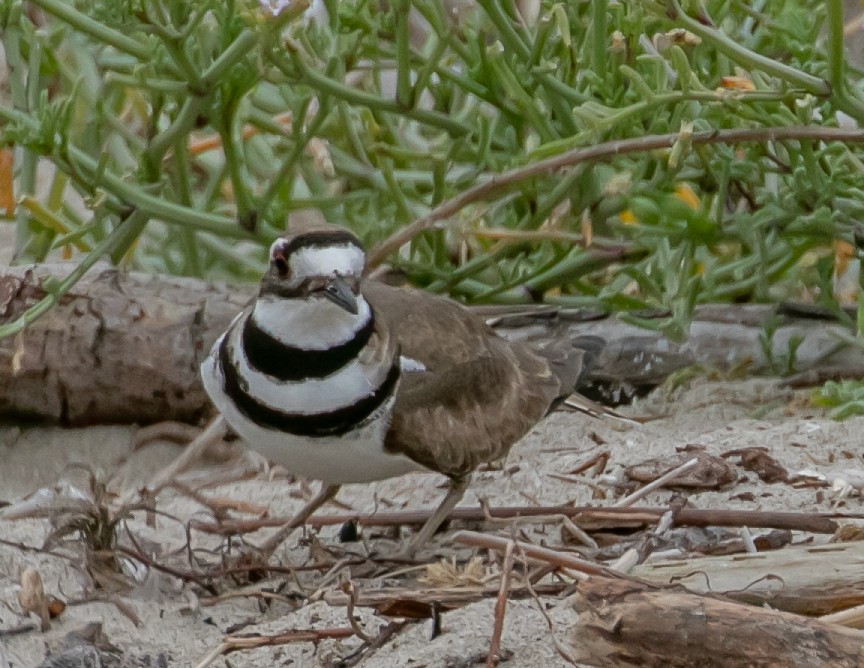 Killdeer - Chris Tosdevin