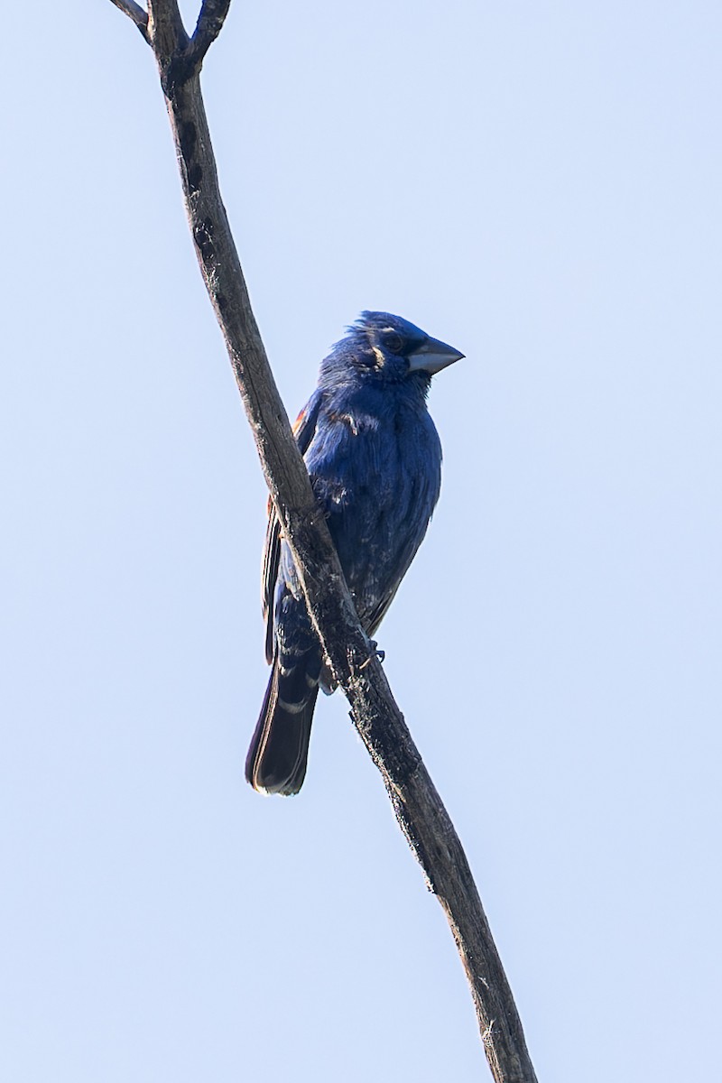 Blue Grosbeak - Karla Salyer