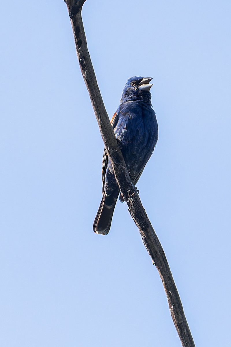 Blue Grosbeak - Karla Salyer