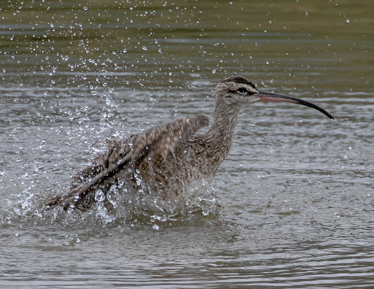 Whimbrel - Chris Tosdevin