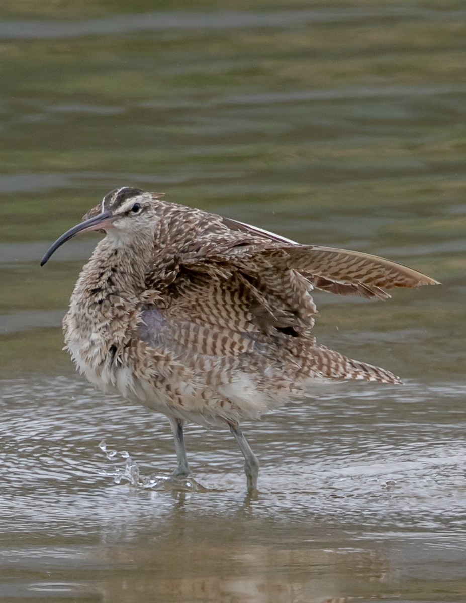 Whimbrel - Chris Tosdevin