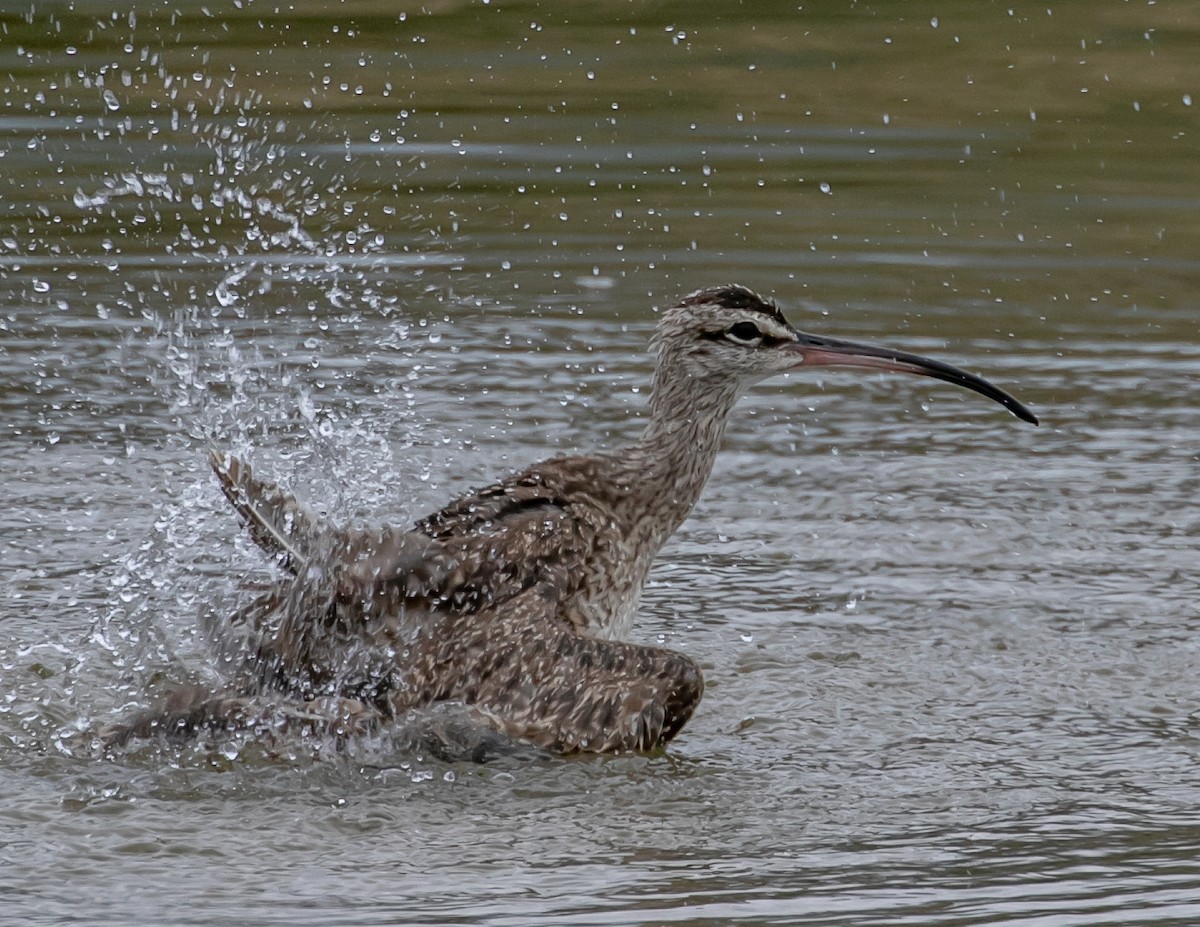 Whimbrel - Chris Tosdevin