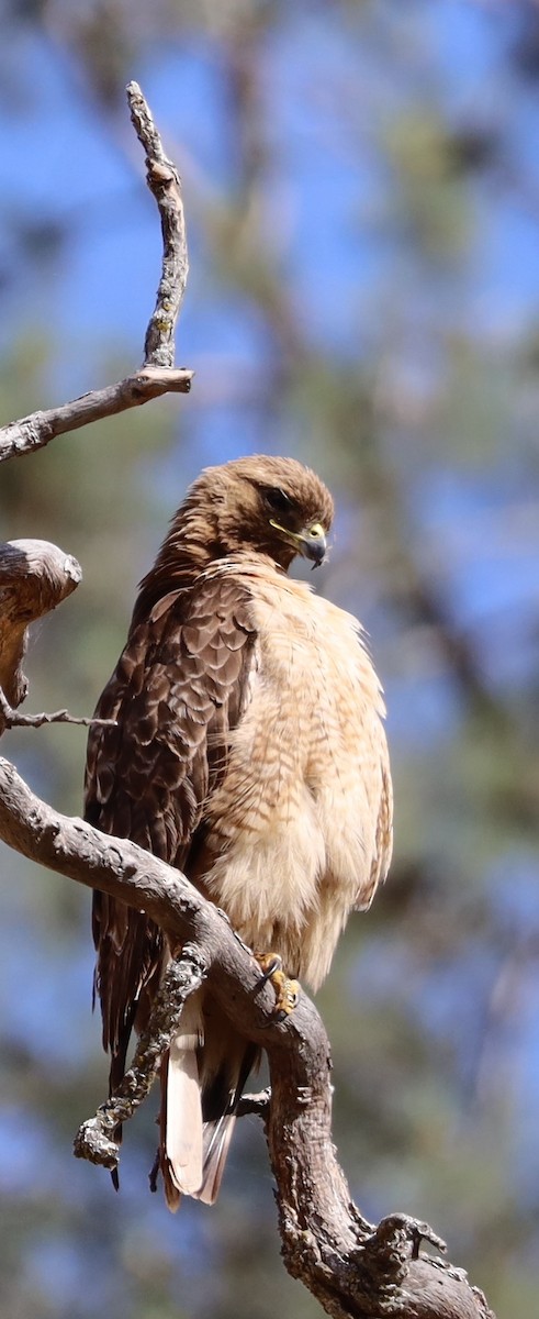 Red-tailed Hawk - Leo ONeill