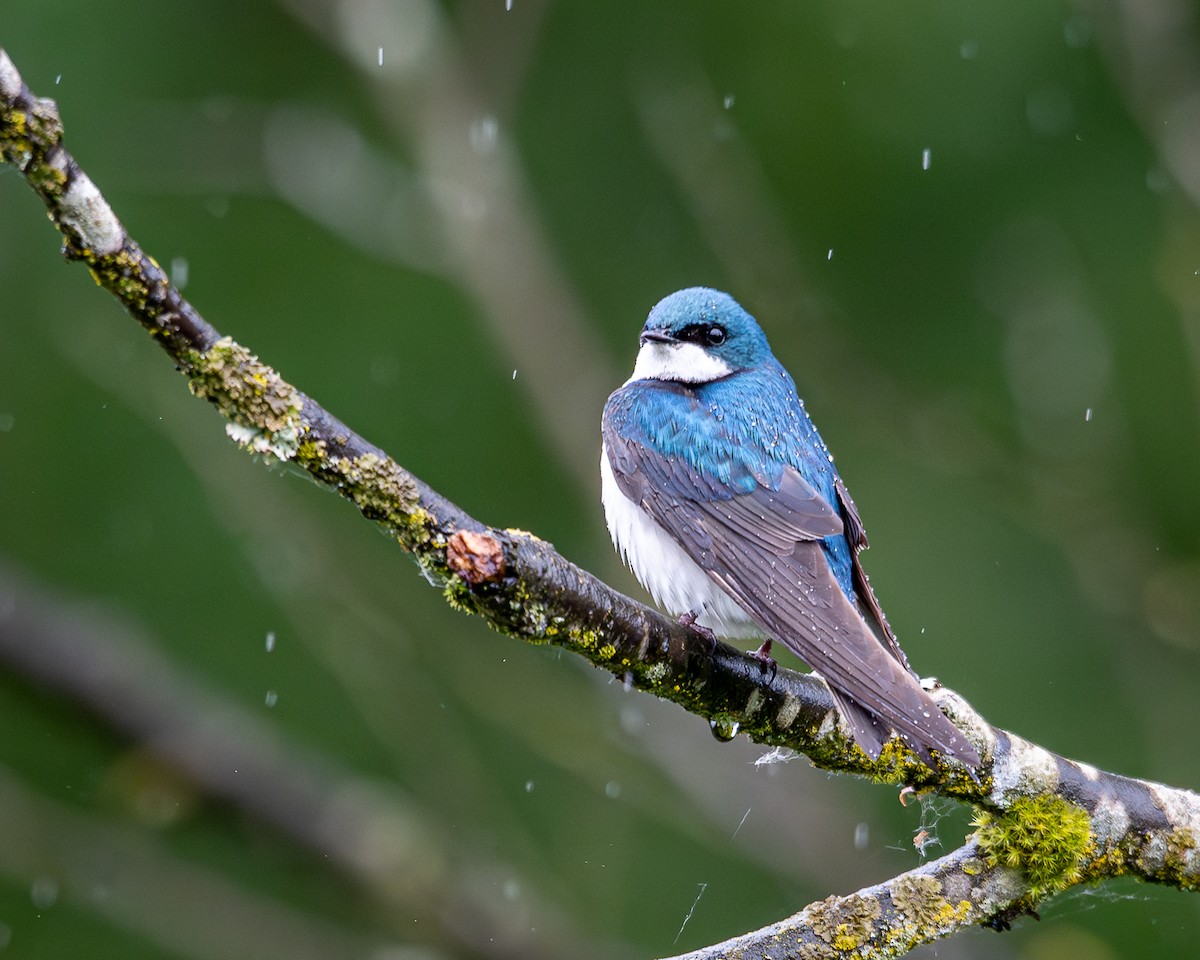 Tree Swallow - A & A Powell