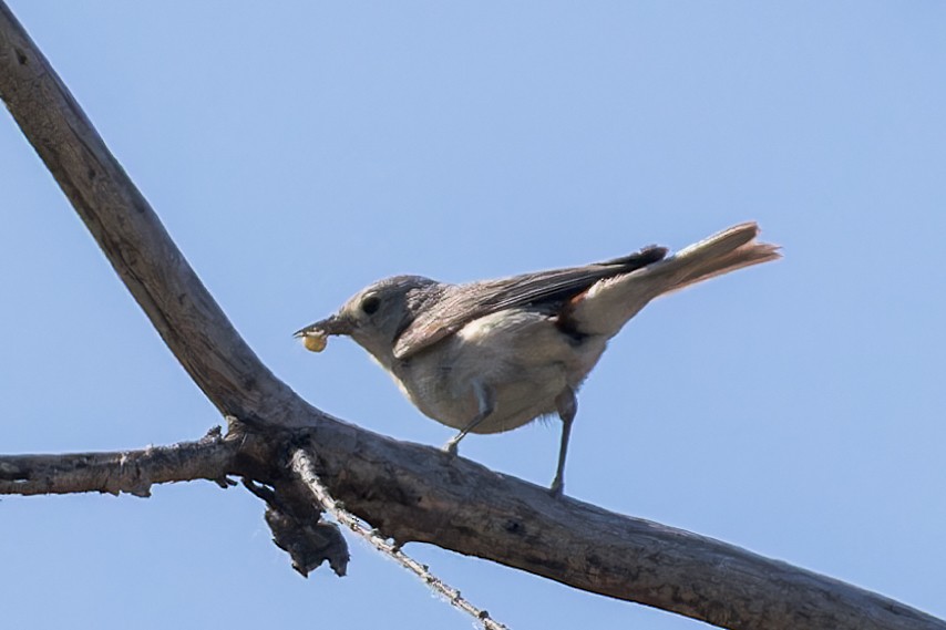 Lucy's Warbler - Karla Salyer