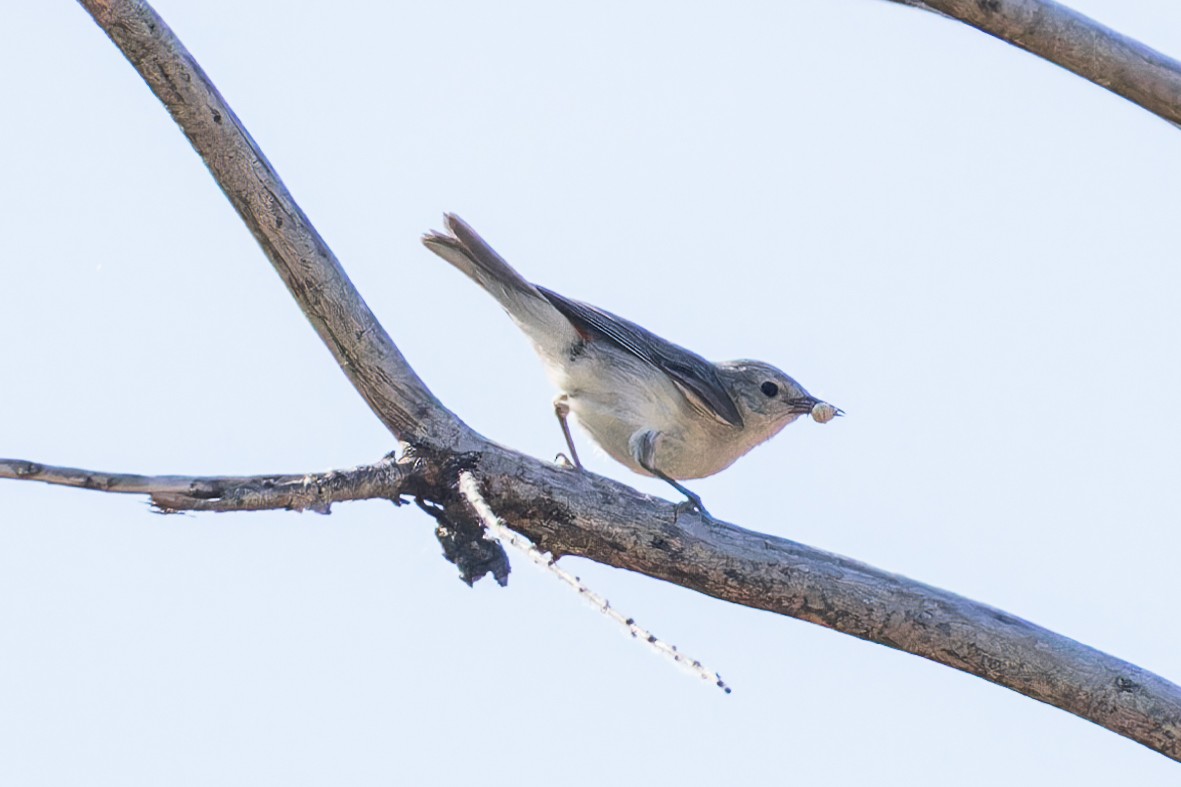 Lucy's Warbler - Karla Salyer