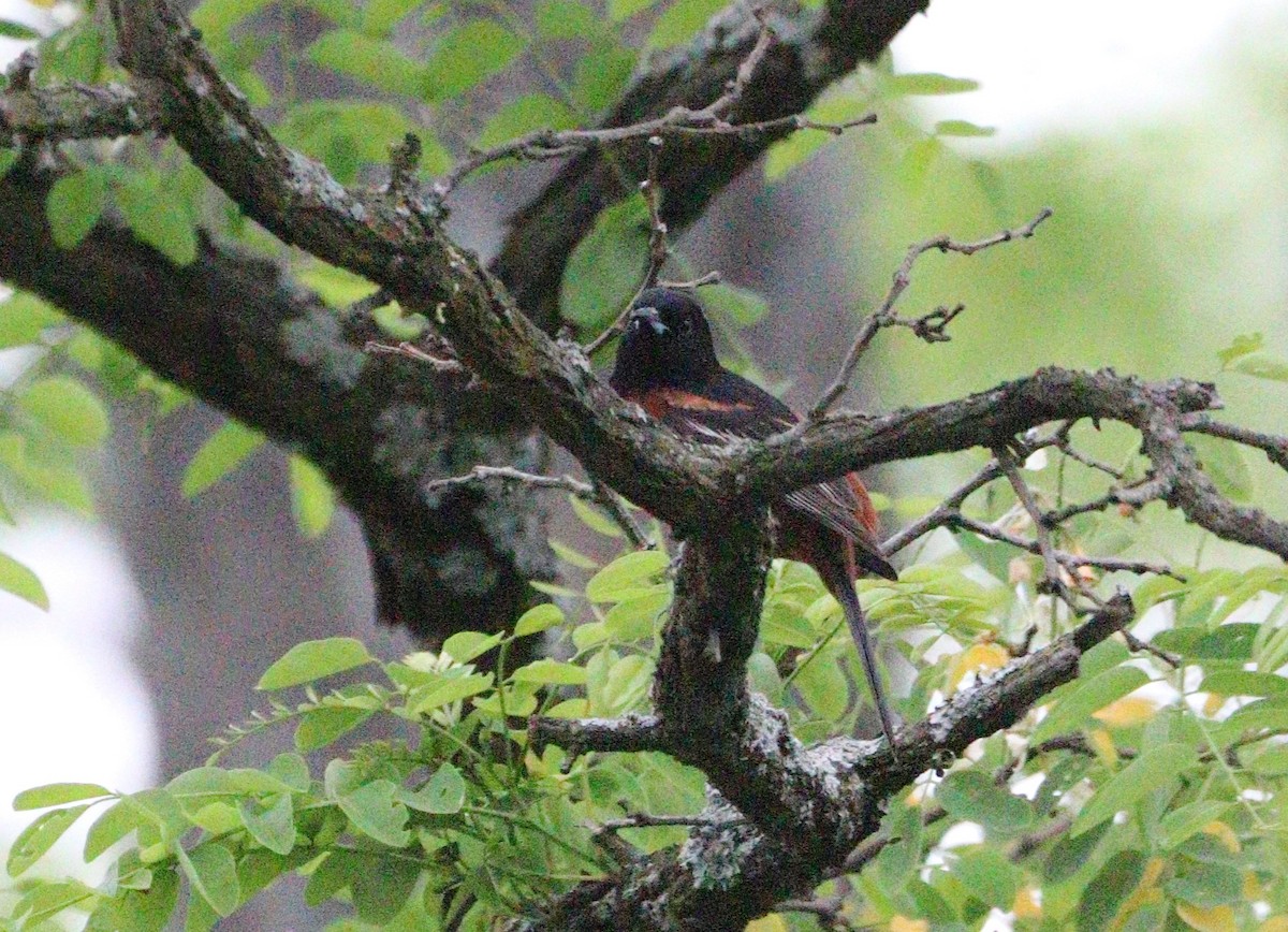 Orchard Oriole - MA 2