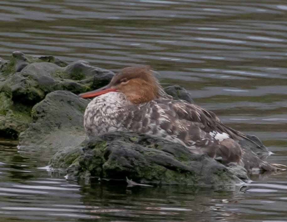 Red-breasted Merganser - Chris Tosdevin