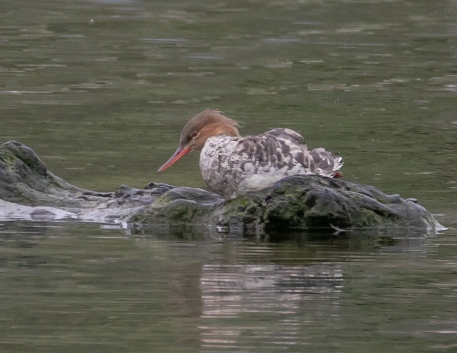 Red-breasted Merganser - Chris Tosdevin