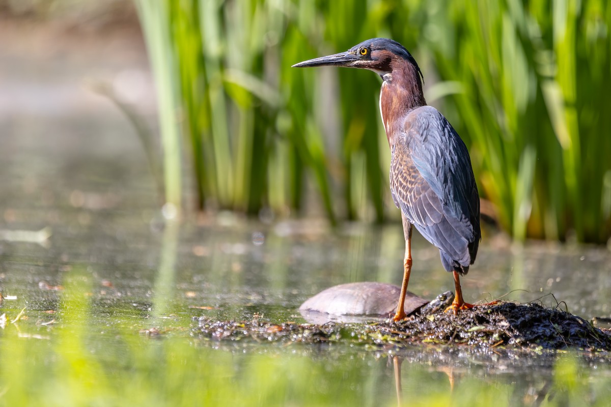 Green Heron - Pavel Hanc