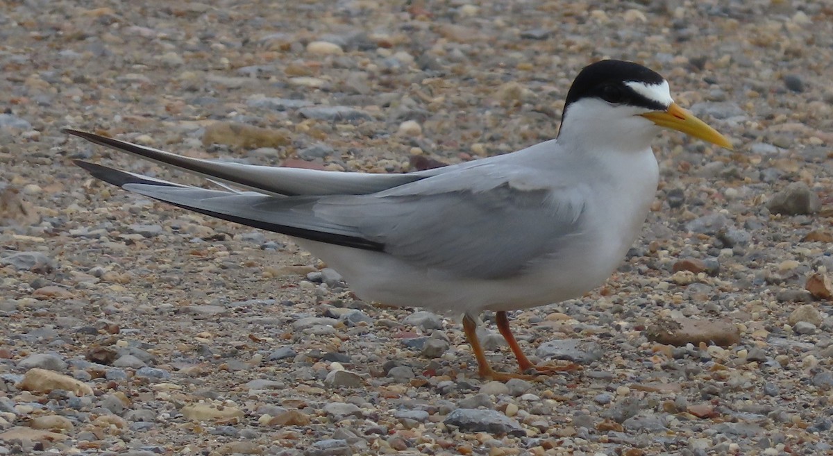 Least Tern - ML619640199