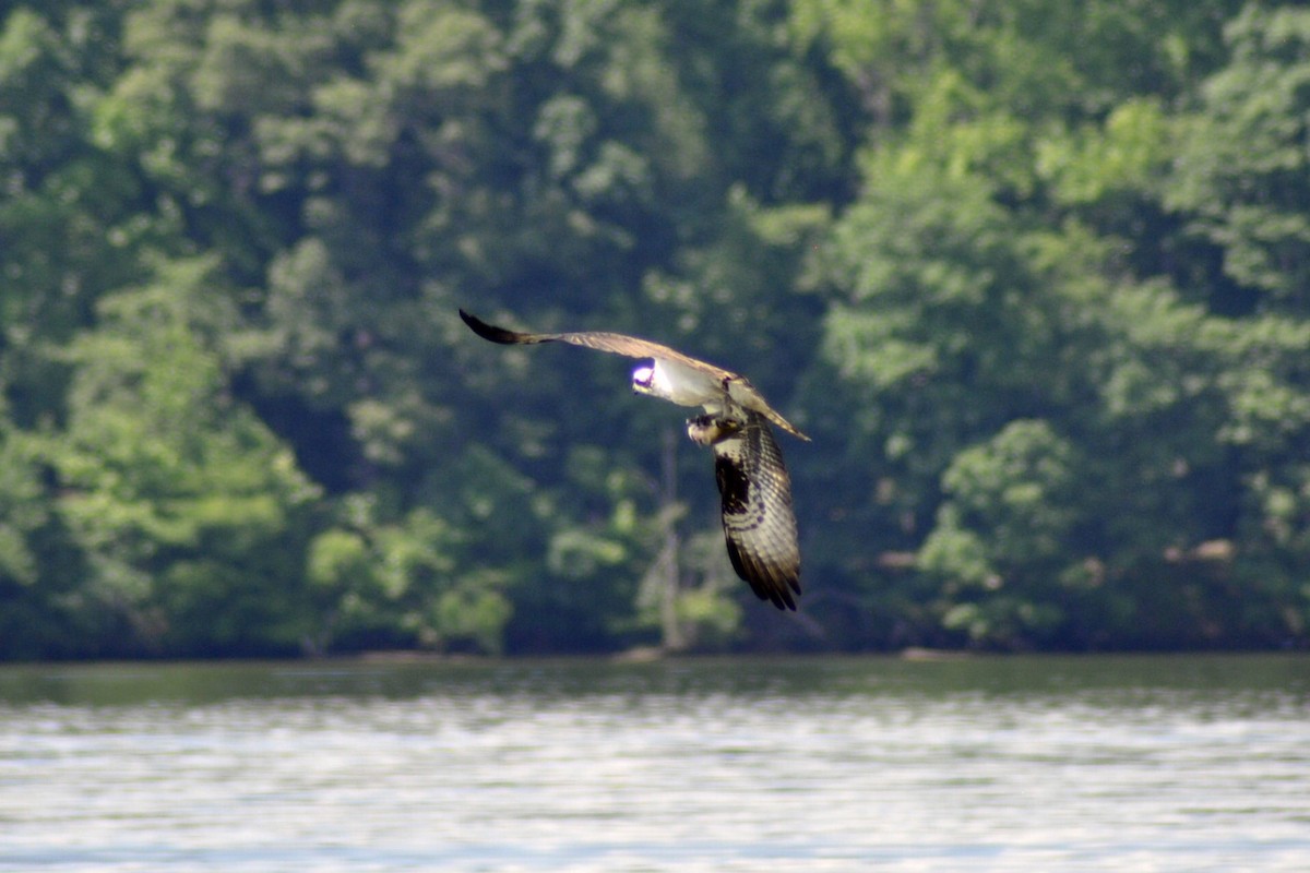 Osprey - Joanne Moffett