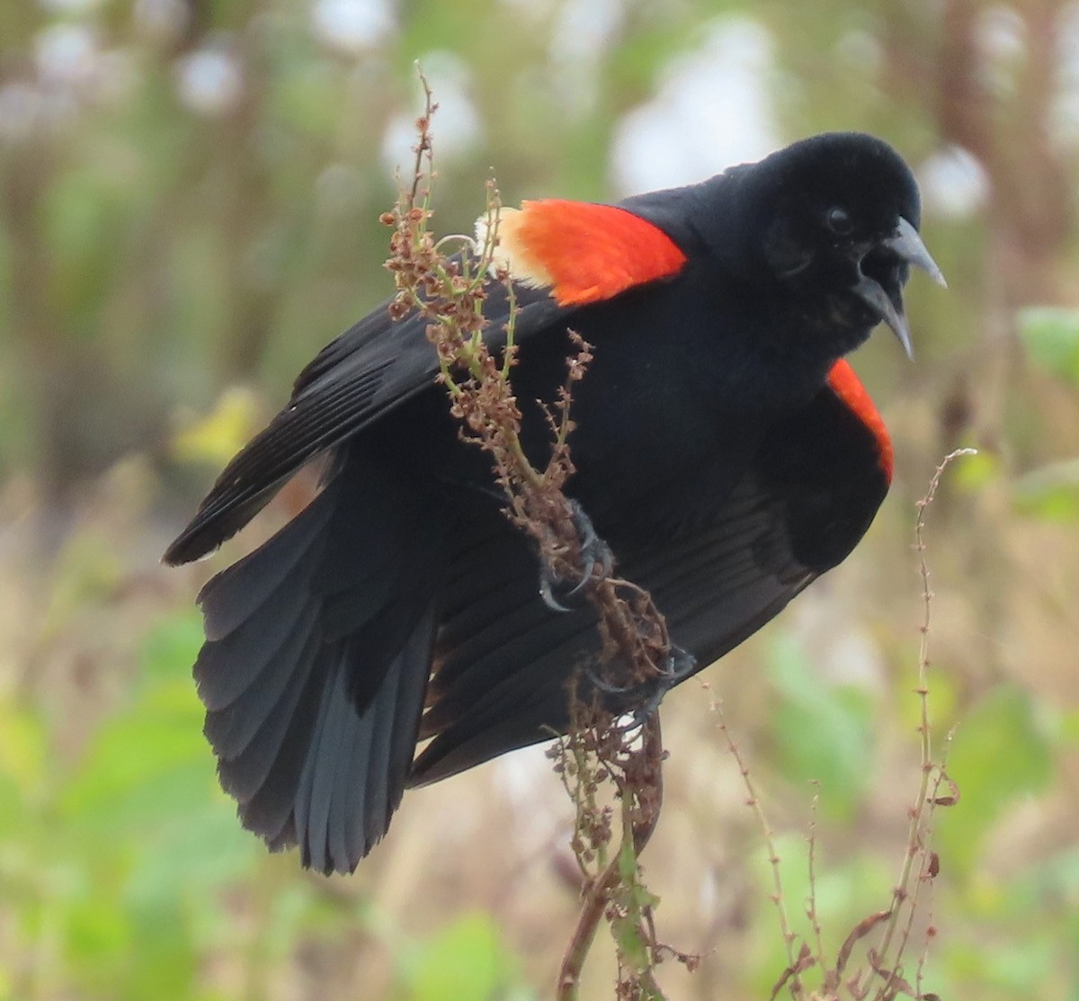 Red-winged Blackbird - ML619640225