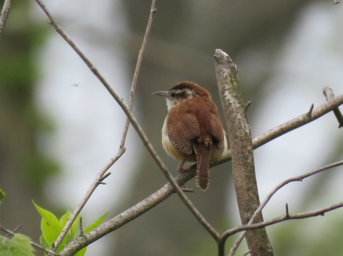 Carolina Wren - Jeff Mander