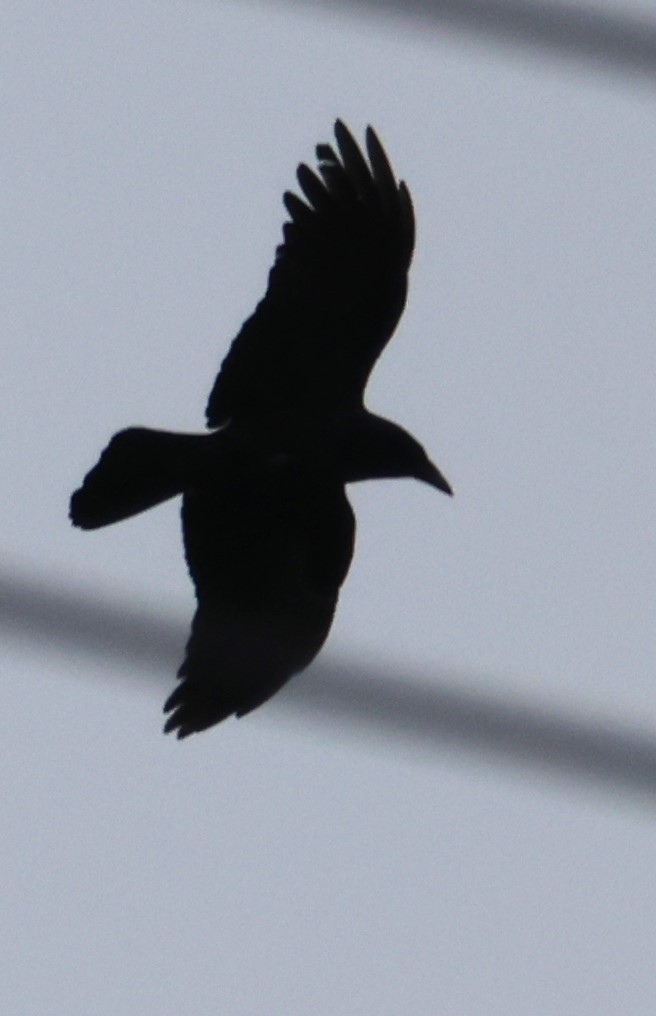 Common Raven - Walter Thorne