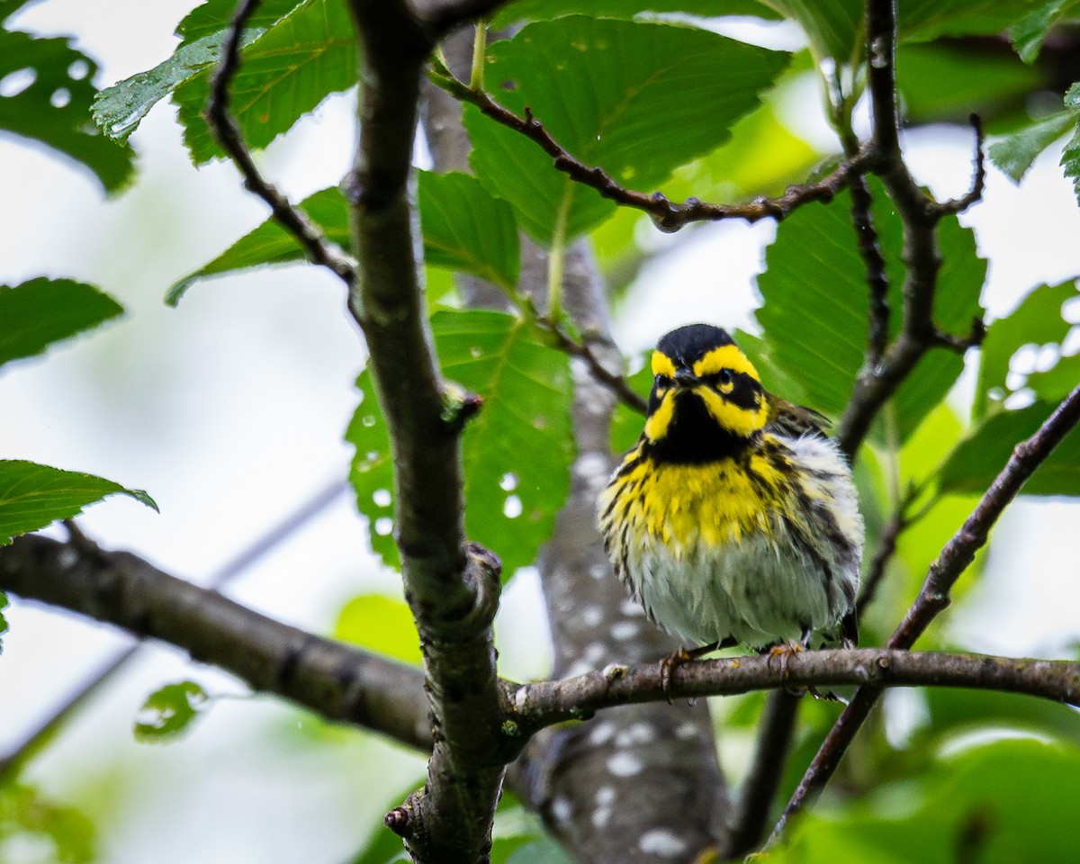 Townsend's Warbler - A & A Powell