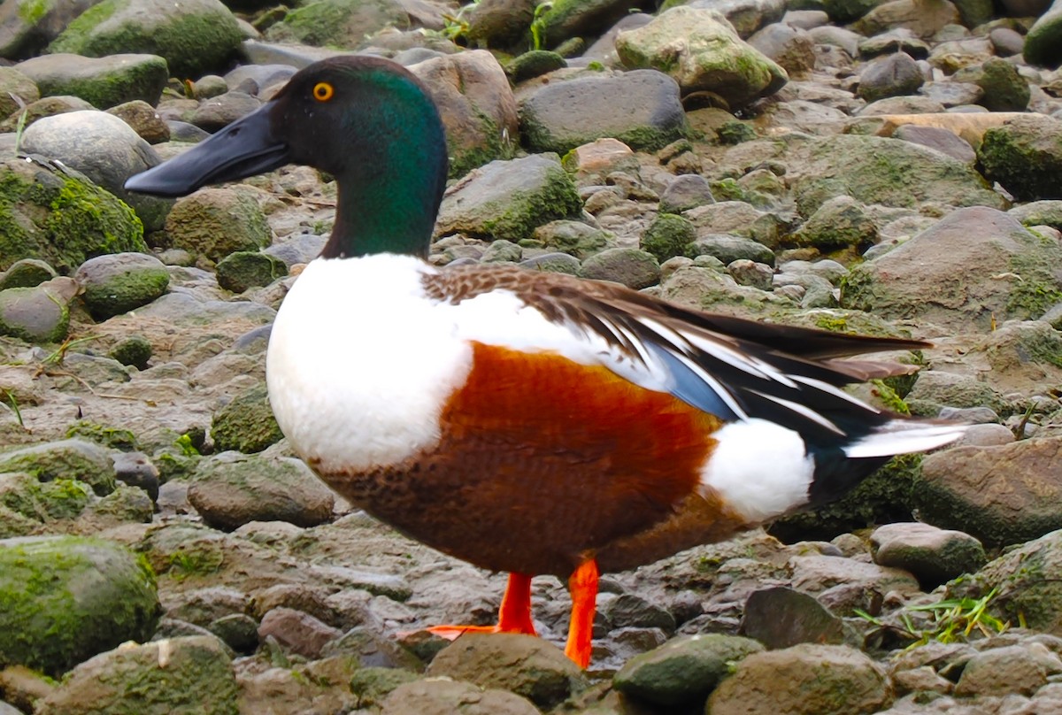 Northern Shoveler - Greg Hartman