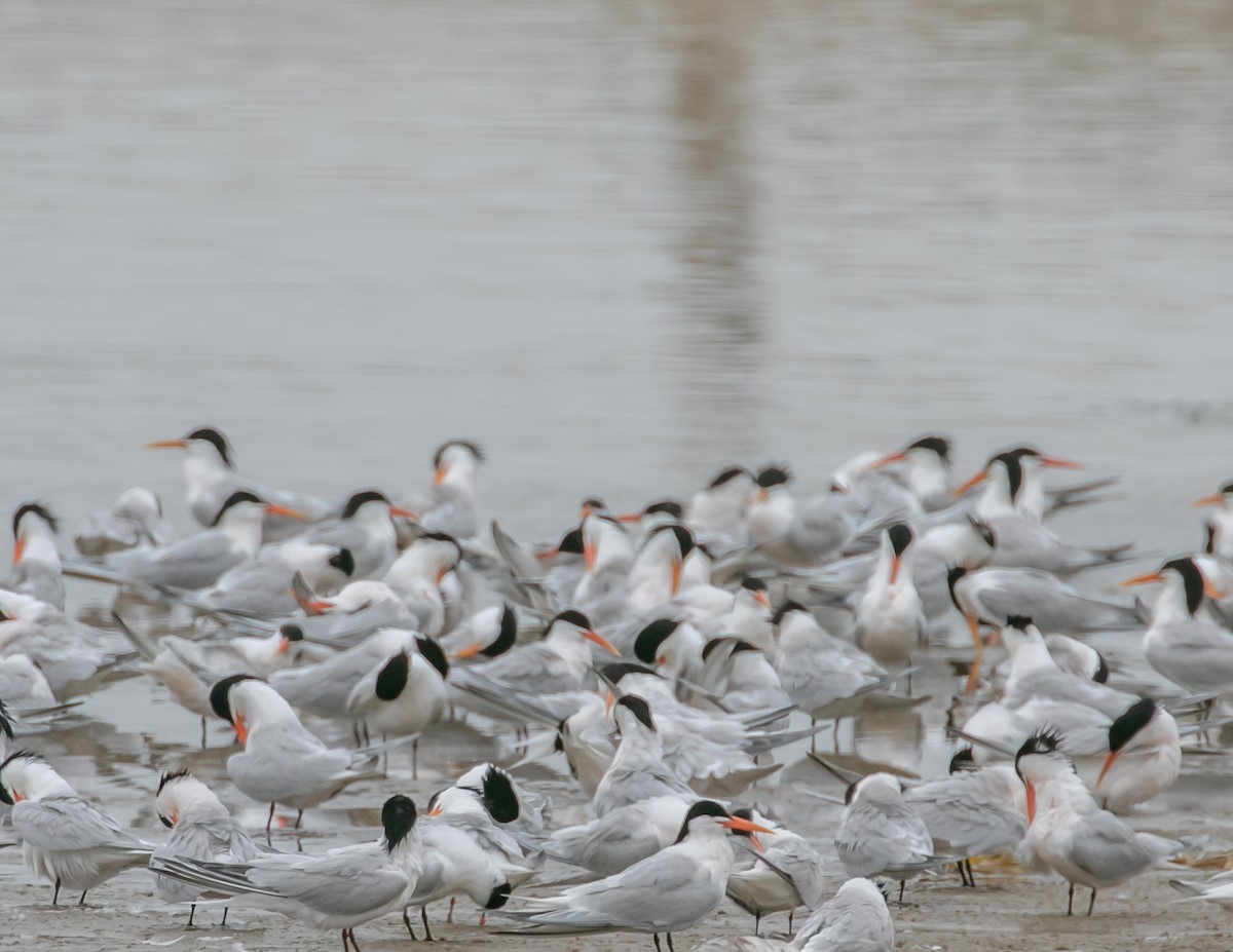 Elegant Tern - ML619640248