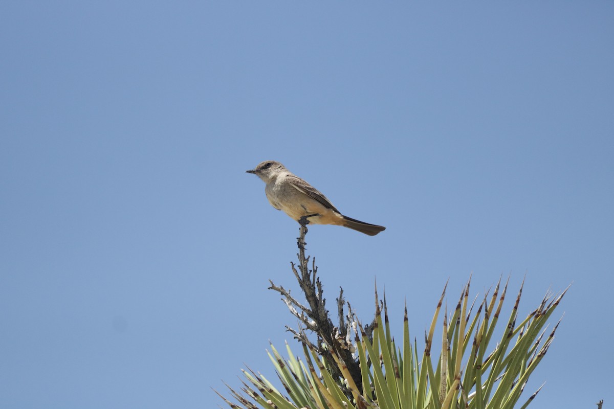 Say's Phoebe - Joachim Gonzalez