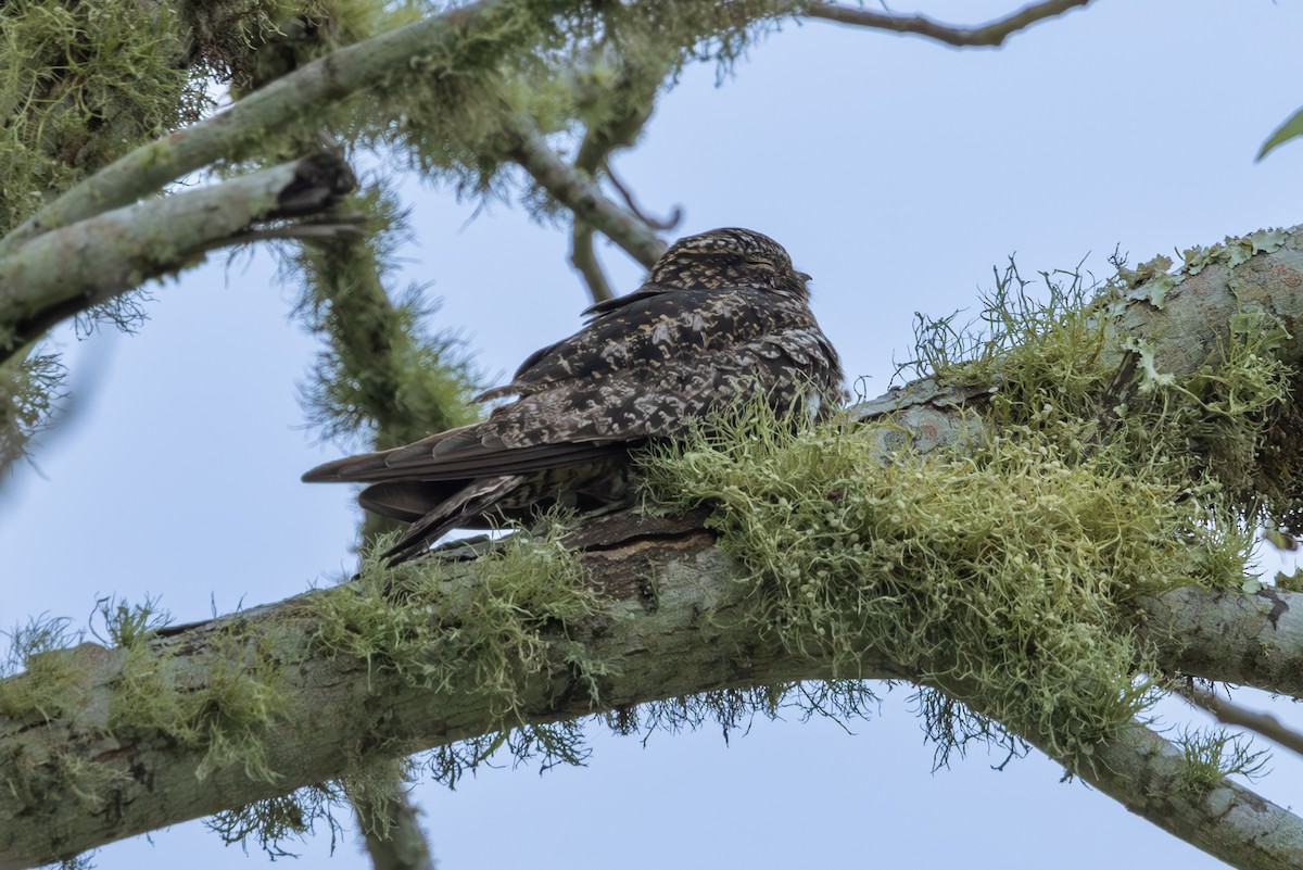 Common Nighthawk - Mason Flint