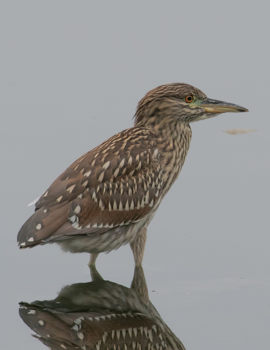 Black-crowned Night Heron - Chris Tosdevin